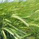 Spring feed barley