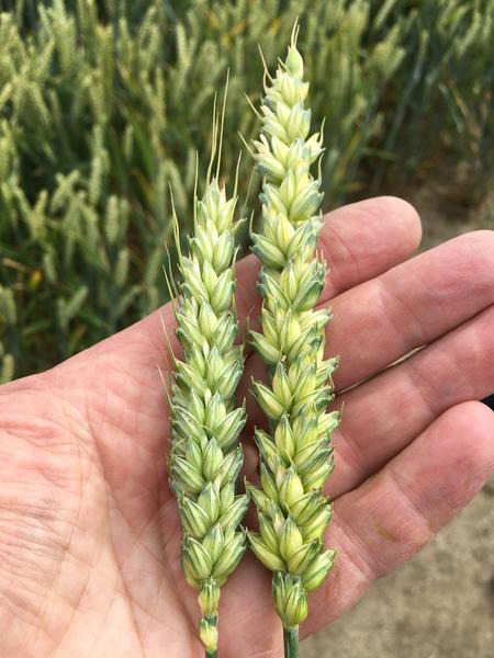 Hybride tarwe heeft grote, zwaardere aren