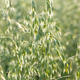 Oat