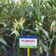 PUMORI