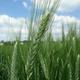 Durum wheat