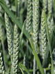 Hybrid wheat