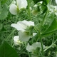 /data/images/SAATEN-UNION.com/Menu/7894%20PEA.JPG