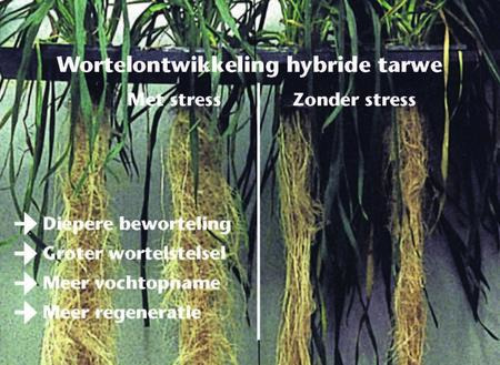 Wortelontwikkeling hybride tarwe