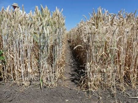 Hybride tarwe (l) en gangbare tarwe na een lange droogte periode van dit jaar.